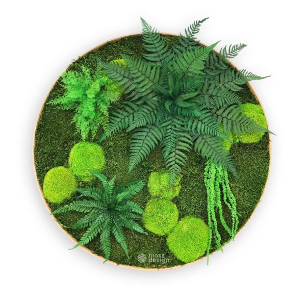 Machový kruhový obraz - bezúdržbové rastliny