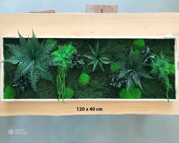 Machový obraz - rastliny a mach 120 x 40 cm