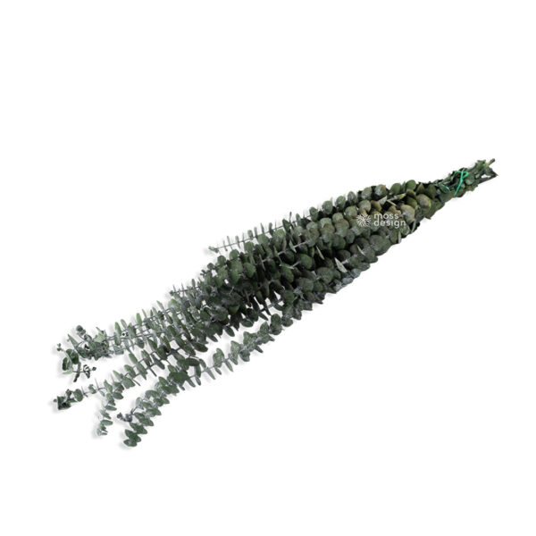 Stabilizovaný Eukalyptus baby
