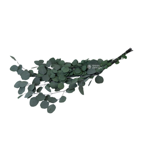 Stabilizovaný Eukalyptus populus